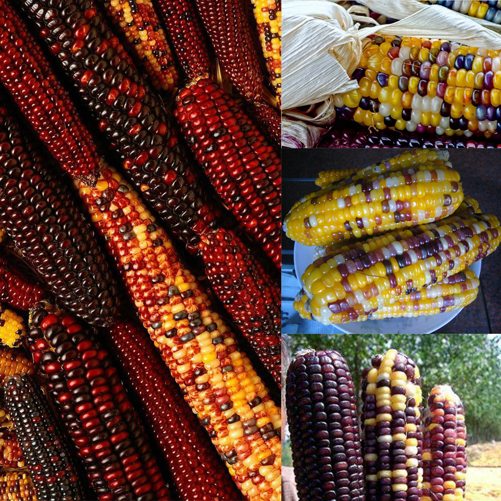 New Sweet Colorful 40pcs Gem Landrace Corn Seeds Non Gmo Organic