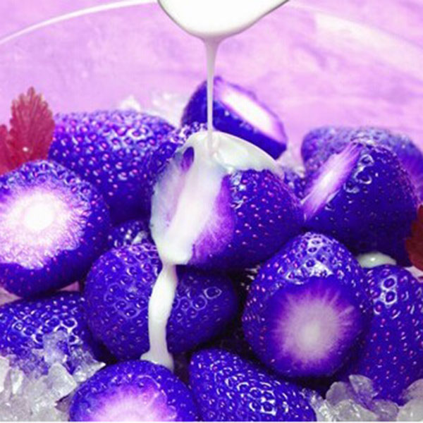 100PCS Organic Blue Strawberry Seeds Nutritious Vegetables Plant Seed ...