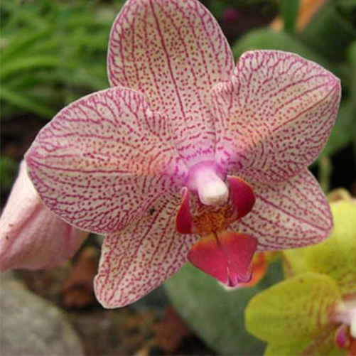 Rare 20Pcs Mix Phalaenopsis Flower Seeds Plant Butterfly Orchid ...